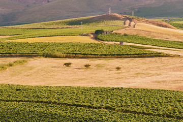 Agriculture field - Sicily, Italy