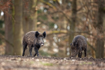 Wall Mural - wild boar, sus scrofa, czech republic