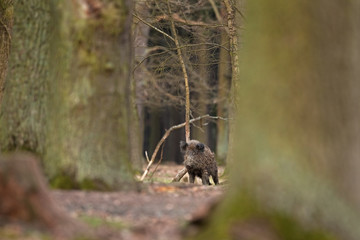 Wall Mural - wild boar, sus scrofa, czech republic