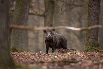 Sticker - wild boar, sus scrofa, Czech republic