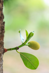 Wall Mural - Young small green jackfruit on tree branch and blur background