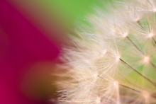 Spring Soft Dandelion White Flower Pistils Highlighted On Green Red Abstract Background Macro Close Up With Copy Space