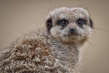 Poster - Very close up portrait of a meerkat on the lookout and staring directly forward