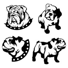 Vector Set Of Black Bulldogs Head And Bulldog Logo Isolated On White Background
