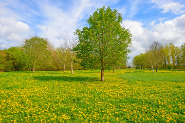 Budding chestnut tree in a field in spring