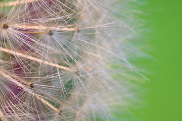 Wall Mural - spring soft dandelion white flower pistils highlighted on green abstract background macro close up 