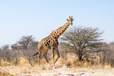Fototapeta Sawanna - Male giraffe walking in african bush. Etosha national park, Namibia.