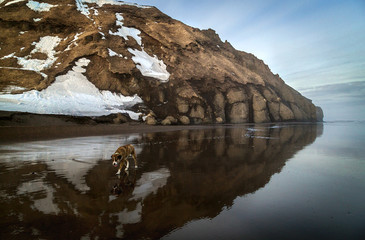 Wall Mural - Walking along the shore of the Pacific Ocean, Kamchatka