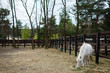 White horse trotting along side the farm fence