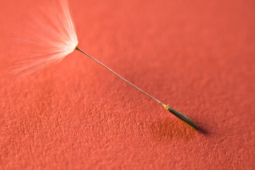 Wall Mural - structure of spring dandelion pistil macro close up on red background highlighted