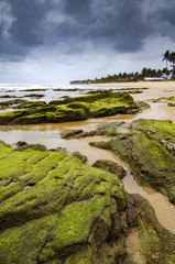 Wall Mural - beautiful sea view, wave hitting the rock covered by vibrant green mossy and algae.dramatic cloudy sky