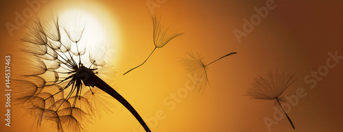 flying dandelion seeds on a sunset background