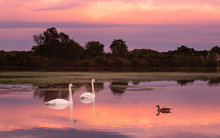 Swans Are Swimming In A Lake Under Sunset