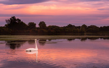 Swans Are Swimming In A Lake Under Sunset