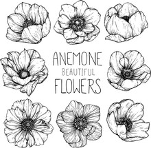 Anemone Flowers Drawing Vector Illustration And Line Art.