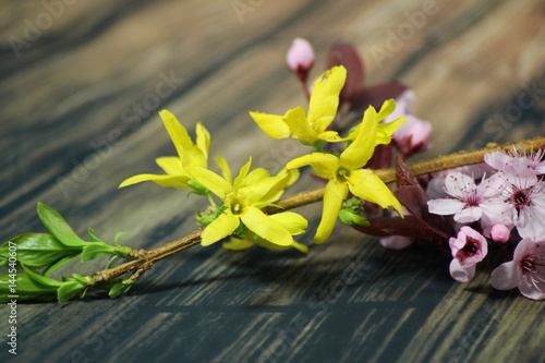 Fotografie, Obraz PRUNUS CERASIFERA,PISSARDII NIGRA,cherry plum,myrobalan plum and golden forsythi
