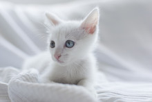 White Kitten With Different Coloured Eyes.