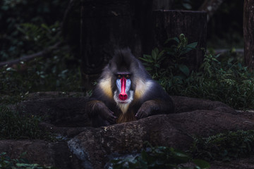 Deep stareMale mandrill staring at the camera