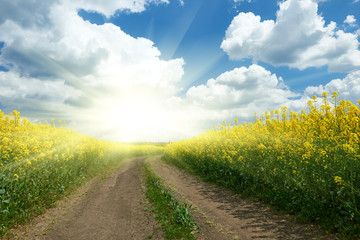 Ground road in yellow flower field with sun, beautiful spring landscape, bright sunny day, rapeseed