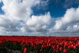 Fototapeta Tulipany - field of tulips with a blue sky