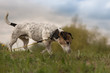 Hund an Leine folgt einer Spur - Jack Russell Terrier Rüde 9 Jahre alt