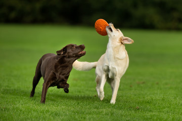 Sticker - Labrador Retriever Dogs