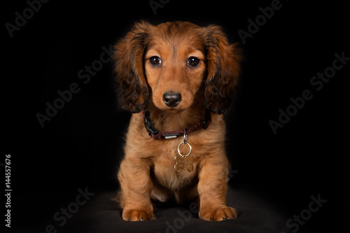 Young Longhaired Dachshund Dog Puppy Buy This Stock Photo And