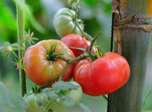 Tomatoes On The Tree