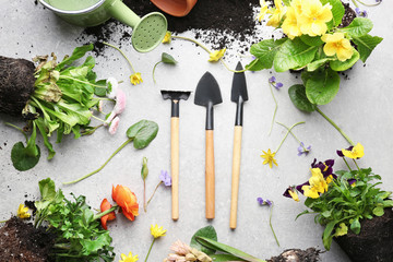 Wall Mural - Composition with flowers and gardening tools on light background