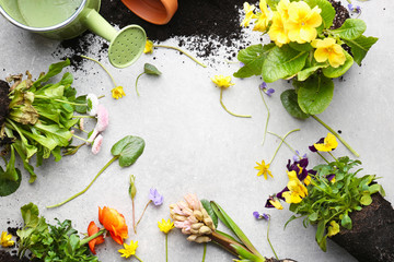 Wall Mural - Composition of plants on light background