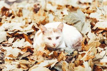 white cat basking in the sun in autumn leaves