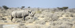 Black Rhino walking through the veldt