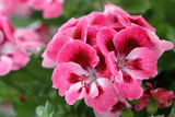 Fototapeta  - geranium