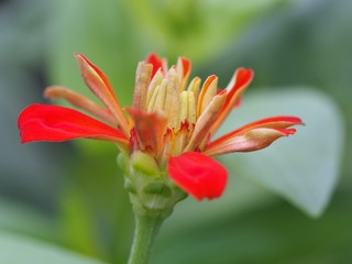 Close Up Of Red Zinnia Elegans Flower Blossom On Green Leaves Background