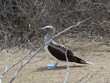 Blue-footed Booby waiting for its mate to return. 