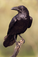 Common Raven. Corvus Corax