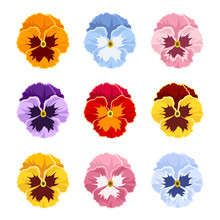 Set Of Colorful Pansy Flowers Isolate On A White Background.