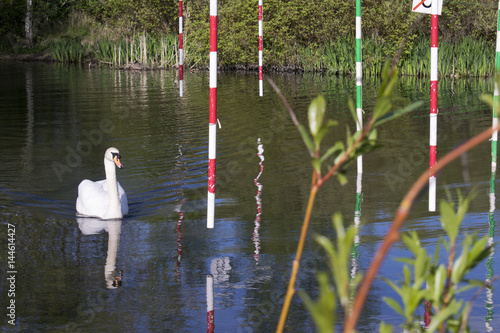 Fotografía Mute Swan (Cygnus Olor) Going Through Gate On Canoe Slalom Pond