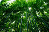 Fototapeta Sypialnia - Bamboo Forest is a tourist site in Arashiyama, Kyoto, Japan. The Ministry of the Environment included the Sagano Bamboo Forest on its list of 100 Soundscapes of Japan.