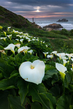 Wild Calla Lilly During Sunset