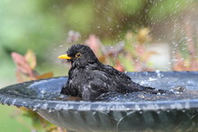 Close Up Of A Male Blackbird Enjoying A Wash In A Bird Bath