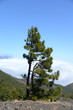 Kanarische Kiefer an der Vulkanroute, La Palma