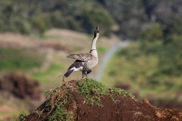 Wall Mural - Hawaiian goose, Nene, calling in the countryside