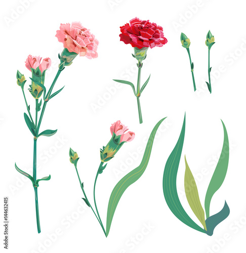 Set of carnation schabaud, pink, red flowers, buds, green stem, leaves on whi...