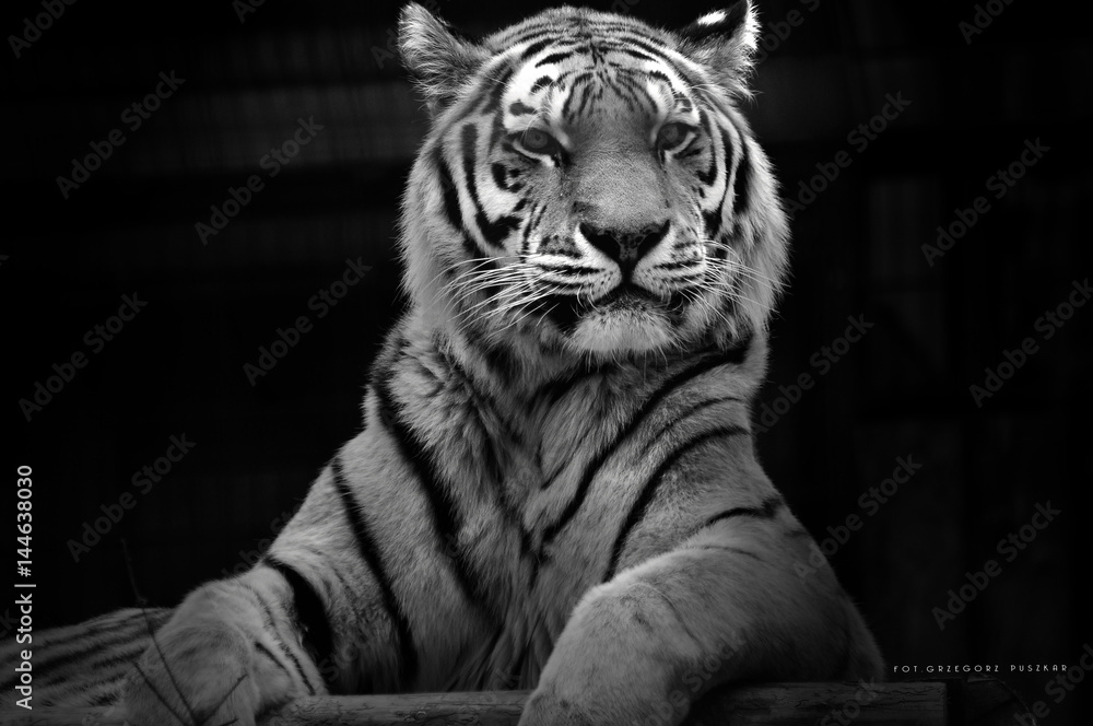 Obraz na płótnie tygrys w salonie