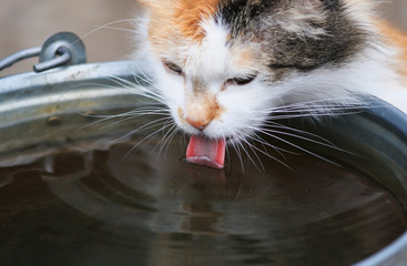 Wall Mural - beautiful domestic cat eagerly drinks water from the iron bucket