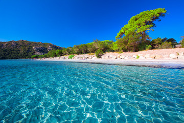 Wall Mural - Santa Giulia sandy beach with pine trees and azure clear water, Corsica, France, Europe.