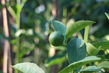 Green lemon in the garden