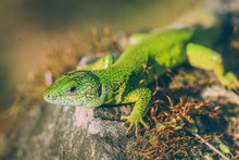 Green European Lizard In Nature