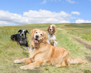 Three dogs obediently lie down after a play on a summery hill